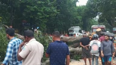 कांके: रांची के बूटी मोड़ के पास सड़क पर गिरा पेड़, किसी के हताहत होने की खबर नहीं