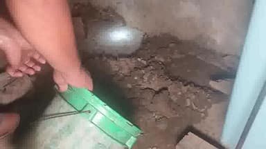 निसिंग: गांव सिंगडा में अनाज की टंकी के नीचे निकला जहरीला कोबरा सांप, पैर रखने पर बाल बाल बचा परिवार का सदस्य