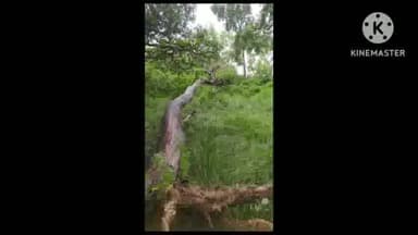 बेनीपट्टी: मेघवन गांव से दक्षिण मुख्य सड़क के निकट 11 केवी बिजली की लाइन पर गिरा शीशम का पेड़, बिजली आपूर्ति हुई बाधित