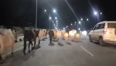 गाडरवारा: तेंदूखेड़ा में NH-45 पर आवारा मवेशियों से वाहन चालक हो रहे परेशान, लोगों ने एसडीएम को सौंपा ज्ञापन