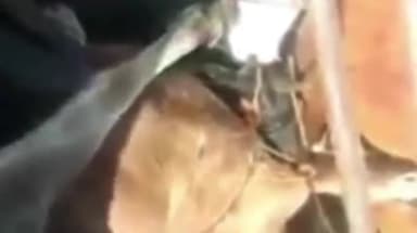 हिण्डोली: एनएच 52 बसोली मोड़ पर 40 गोवंश से भरे हुए ट्रक को पुलिस ने किया जब्त आरोपी गिरफ्तार