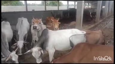 सलोन: सालों नगर पंचायत अध्यक्ष ने गौशाला का किया औचक निरीक्षण कर्मचारियों को दिए आवश्यक दिशा निर्देश