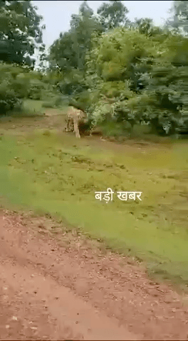 💥 *बड़ी खबर*💥

मनकी गाँव मे सड़क किनारे भरे गड्ढे के पानी में आराम फरमाता दिखा बाघ। पन्ना टाइगर रिजर्व की सीमा से लगा हुआ है गाँव। #shivankdwivedireporting #news