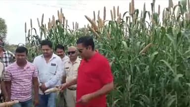 अलवर: बहरोड में बाजरे की फसल में बरसात में होने के चलते लगा रोग विधायक ने मौके पर के  आर्थिक सहायता दिलाने की रखी मांग