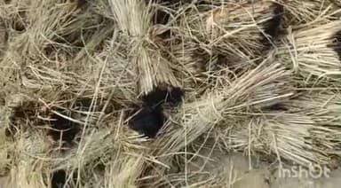 इचाक: डुमरौन गांव निवासी जितेंद्र प्रसाद मेहता ने अपने पड़ोसी पर पेड़ काटने और घर में आग लगाने का लगाया आरोप,दिया आवेदन