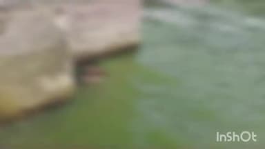 हुज़ूर: बड़े तालाब स्थित शीतला माता मंदिर के पास तालाब किनारे हाथ - मुंह धोते समय गिरी महिला, मिली लाश