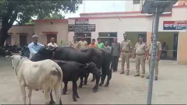 अतर्रा: बोड़ा यादव के पुरवा से अतर्रा थाना पुलिस ने चोरी किए गए पालतू मवेशियों के साथ 6 चोरों को किया गिरफ्तार, भेजा न्यायालय