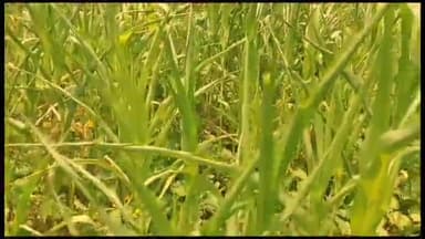 लवाण: लवाण क्षेत्र में बारिश के अभाव में सूखने लगी बारिश की फसल, अच्छी पैदावार की उम्मीदों पर फिरने लगा पानी, किसान चिन्तित