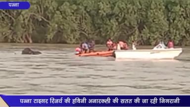 पन्ना: केन नदी से रेस्क्यू करने के बाद पन्ना टाइगर रिजर्व की हथिनी अनारकली की सतत की जा रही निगरानी: कलेक्टर हरजिंदर सिंह