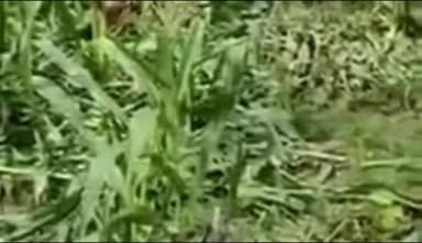 हिण्डोली: मजरा बंगर वालो का झोपडा मैं जंगली सुरों ने मचाया आतंक दस बीघा फसल को किया नष्ट