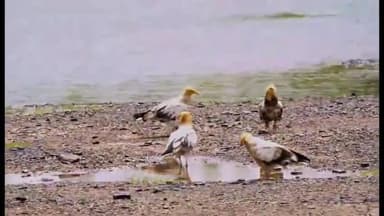 चित्तौड़गढ़: उत्तरी अफ्रीका के दुर्लभ इजिप्शियन वल्चर को रास आई तेजपुर की आबोहवा, 6 के झुंड में रेंजर ने कैमरे में कैद की तस्वीर