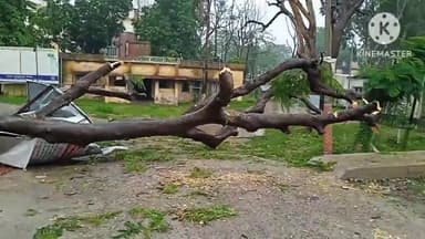 गोरौल: प्रखंड परिसर के सामने सड़क पर एक पेड़ गिरने से प्रखंड, अंचल सहित अन्य कार्यालयों में आना-जाना हुआ बंद