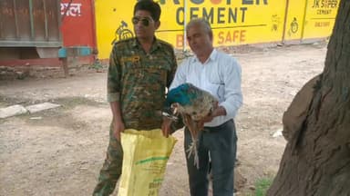 गोरमी: कचनाव रोड पर खेरा तिराहे पर तीन अज्ञात व्यक्तियों ने किया मोर का शिकार