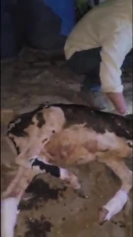 बिसौली: बिसौली क्षेत्र के गोहरा गांव में चार पहिया वाहन ने गौवंश को टक्कर मारी गौवंश घायल हुआ