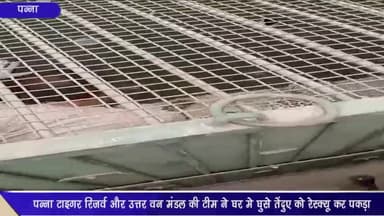 अजयगढ़: ग्राम इचौलिया मे घर में घुसे तेंदुए को रेस्क्यू कर पन्ना टाइगर रिजर्व और वन विभाग की टीम ने पकड़ा