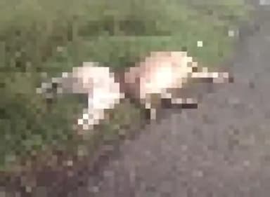 सिंगरौली: खुटार मुख्य मार्ग पर एक तेज रफ्तार हाईवा वाहन ने सड़क पर चल रहे 2 गोवंशों को मारी टक्कर, गोवंशों की हुई मौत