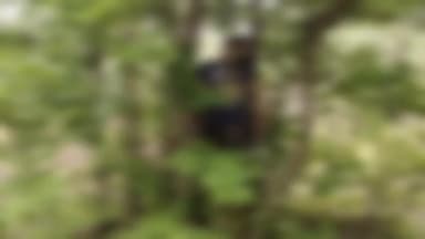 जयसिंहनगर: सजहना टोला में पेड़ से लटकती मिली लापता युवती का शव, जांच में जुटी पुलिस