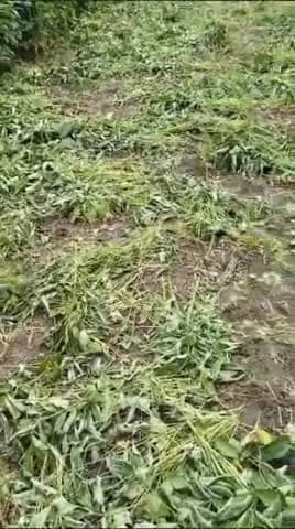 ब्यावरा: मलावर थाना क्षेत्र के नालिया खेड़ी गांव में फसल काटकर पहुंचाया नुकसान पीड़ित ने पुलिस से की शिकायत