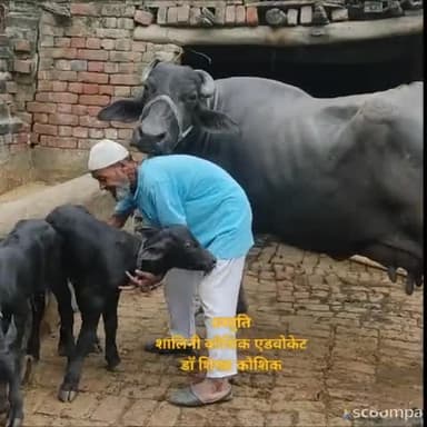 #news अंदोसर मंदिर नई बस्ती कांधला के पास हुआ करिश्मा कुदरत का - नईम -इमराना की भैंस ने दिया जुड़वा कटडा-कटडी को जन्म