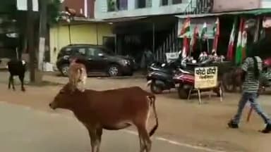 होशंगाबाद नगर: मालाखेड़ी रोड स्थित कलेक्टर बंगले के सामने से नगर पालिका द्वारा सैकड़ों आवारा मवेशियों को इकट्ठा कर शहर से किया गया बाहर