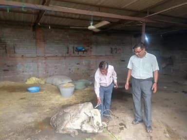 अंबिकापुर: कलेक्टर श्री कुंदन कुमार ने पशुओं में लंपि स्किन रोग के संक्रमण के उपचार के लिए दिए विशेष निर्देश