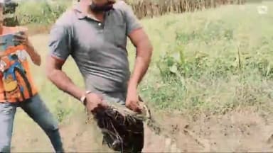 વડોદરા: સિંધરૉટ પાસે આવેલ રાજુપુરા ખેતરમાંથી પાંચ ફૂટનો અજગર દેખાતા વન વિભાગ ની ટીમે કર્યો રેસ્ક્યુ