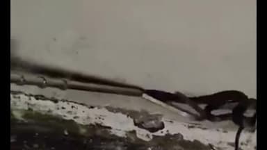 करनाल: सीएचडी सिटी के एक मकान में मिला जहरीला कोबरा सांप, स्नेक में ननकी ने किया काबू