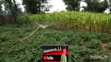 वहीं ग्राम दुर्गापुर झालोनी  से खबर आ रही है कि 10 से 15 दिन बारिश न होने के कारण के किसान बहुत परेशान हैं#ramkumar