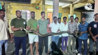 समुद्रपूर: गव्हा शिवारातून सर्पमित्रांनी पंधरा फुट लांबीच्या अजगराला पकडले, खुर्सापार जंगलात सुखरूप सोडले