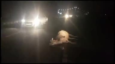 शिवपुरी: सलैया NH-27 पर अज्ञात वाहन की टक्कर से गाय की हुई मौत