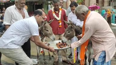 मंदसौर: मंदसौर में हुई झमाझम बारिश रूठे इंद्र हुए प्रसन्न वार्ड क्रमांक 26 पशुपतिनाथ मंदिर के सामने 2 गधों को खिलाएं गुलाब जामुन