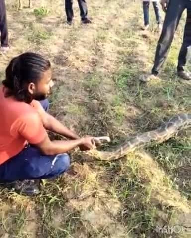 मालाखेड़ा: ईसवाना गांव की एक खेत में निकला 12 फीट लंबा अजगर सांप वन विभाग कर्मचारियों ने किया रेस्क्यू