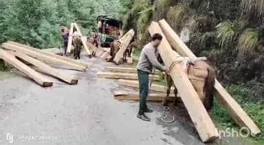 देहरादून: अवैध पेड़ के कटान को लेकर वन मंत्री सुबोध उनियाल ने देहरादून से कहा- मामले में होगी कड़ी कार्रवाई