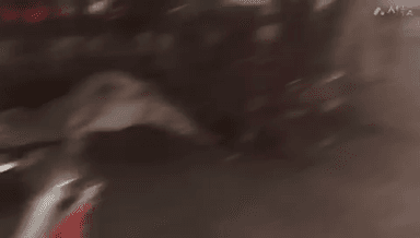 चितरंगी: नौगढ़ मारुति एजेंसी के पास नशे में धुत कार चालक ने दो गोवंशों को मारी टक्कर, दोनों गोवंश घायल