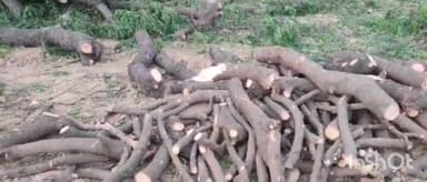 एत्मादपुर: गांव नगला हरिराम में वन विभाग की बिना परमिशन के हरे पेड़ों पर चल रहा आरा