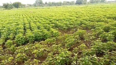 सीतामऊ: कोटड़ा बहादुर में खेत के सेड़े पर भैंस चराने की बात को लेकर एक व्यक्ति के साथ 04 लोगों ने मारपीट,पुलिस ने मामला दर्ज किया