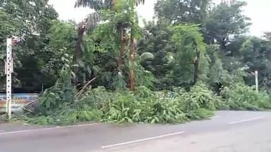 होशंगाबाद नगर: शहर के वीआईपी रोड नेहरू पार्क से एसपी चौराहे तक रोड किनारे लगे दर्जनों पेड़ों को नगर पालिका प्रशासन द्वारा काटा गया