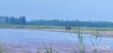 धामपुर: शेरकोट क्षेत्र के गांव नंदगांव के पास जंगली हाथी आने पर ग्रामीणो ने वीडियो बनाकर सोशल मीडिया पर वायरल किया सतर्क।