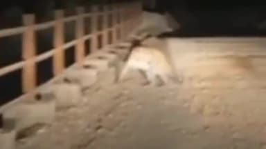 शिवपुरी: झिरना जंगल के सतनवाड़ा नरवर मार्ग पर     टहलता हुआ दिखा तेंदुआ  राहगीर ने कैमरे में कैद कर किया वायरल