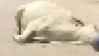 गौरिहार: सरबई में ट्रक की टक्कर से एक गाय की हुई मौत, स्थानीय लोगों ने जिम्मेदार अधिकारियों पर ध्यान नहीं देने का लगाया आरोप