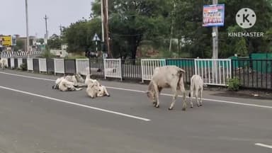 सुसनेर: मैना रोड पर ट्रक की टक्कर से गोवंश की हुई मौत, लोगों ने मृतक गोवंश का किया अंतिम संस्कार