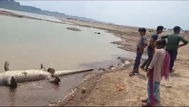 आगरा 
पिनाहट चंबल नदी में उतराता मिला 8 फीट लंबे मगरमच्छ का शव

चंबल नदी में मगरमच्छ का शव मिलने से