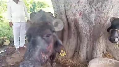 नुआंव: कुढ़नी गांव स्थित एक झोपड़ी में अज्ञात कारणों के चलते लगी आग, 2 मवेशी झुलसे व सारा सामान जलकर हुआ राख