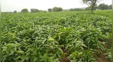 सीतामऊ: चायखेड़ी में खेत के मेड़ पर भैंस चराने की बात को लेकर एक व्यक्ति के साथ 02 लोगों ने मारपीट, मामला दर्ज