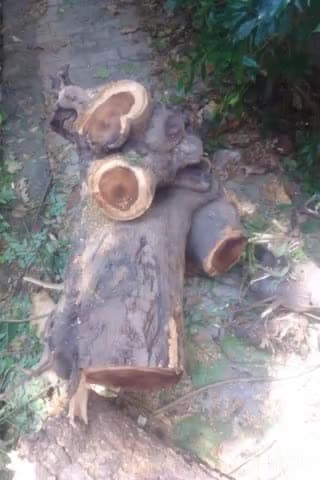 एत्मादपुर: ट्रांस यमुना कॉलोनी रामबाग मंदिर पार्क पर 10 हरे पेड़ों पर चलाया गया आरा