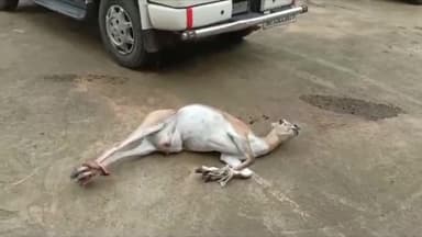 त्योंदा: लगधा व खैरोदा के बीच मुख्य मार्ग पर वाहन की टक्कर से गर्भवती हिरण हुई घायल, मौके पर पहुंची डायल 100 पुलिस ने बचाई जान