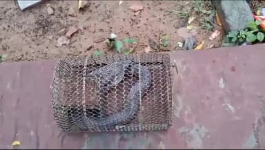 सरमथुरा: आंगई स्थित राजकीय उच्च माध्यमिक विद्यालय में कोबरा सांप निकलने से मची खलबली, सपेरे ने रेस्क्यू कर जंगल में छोड़ा