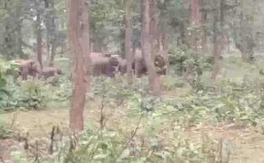 हज़ारीबाग: महुआटांड़ में हाथियों ने मचाया उत्पात, फसलों को किया नष्ट व कई घरों को किया ध्वस्त