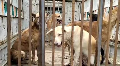 मंदसौर: शहर के कई इलाकों मे लोगों पर हमला करने वाले कुत्तों को पकड़ा नपा ने एनिमल टीम ने आकर छुड़वाया कुत्तों को