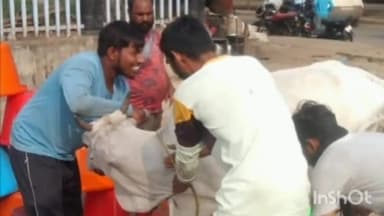 राजनांदगांव: आर के नगर सहित अन्य स्थानों से मवेशी धरपकड़ अभियान में निगम की टीम ने पकड़े 18 मवेशी